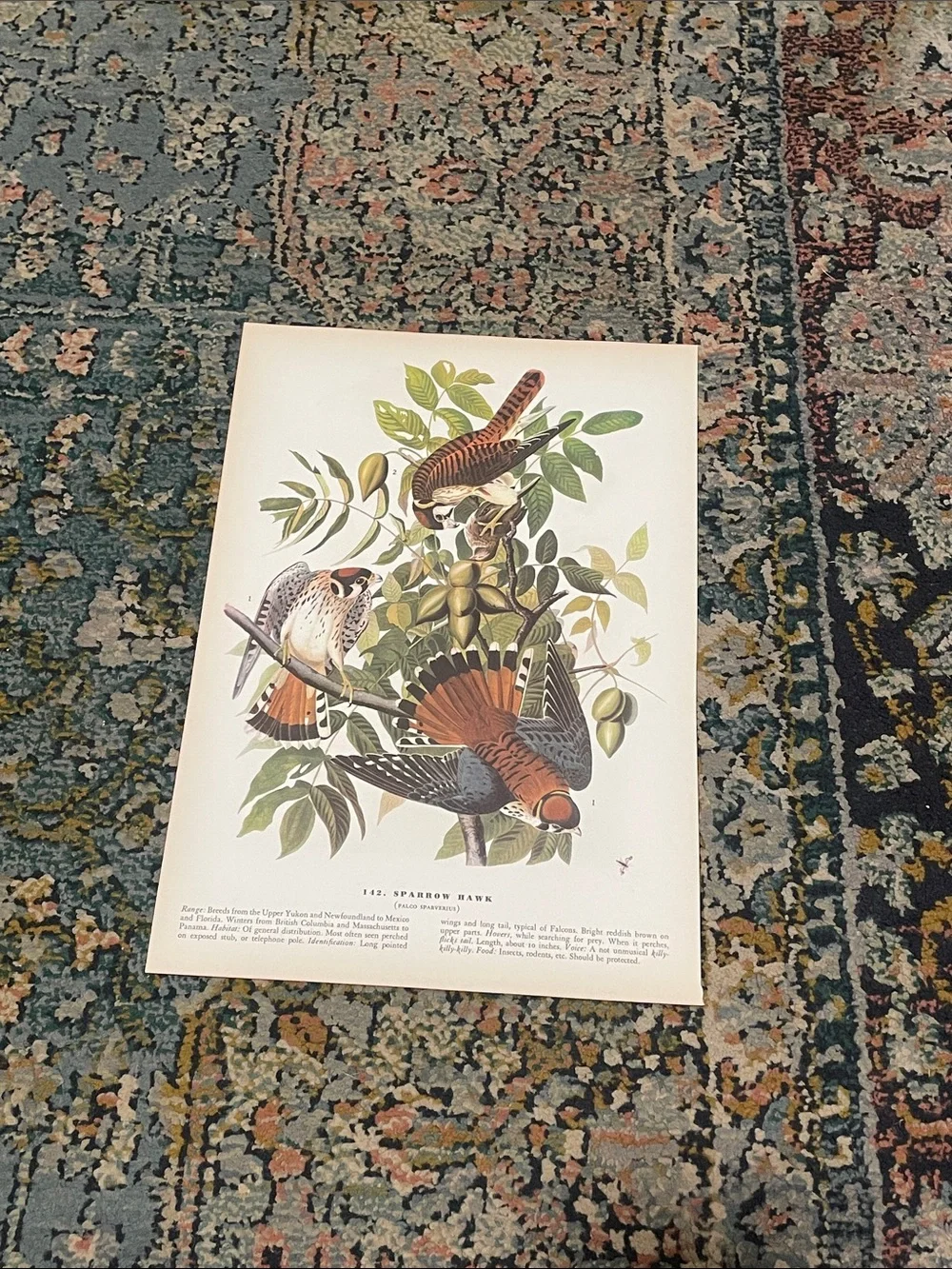 Vintage Bird Print Wall Art - Rust Orange & Green